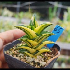 Haworthiopsis viscosa variegata Succulent plants