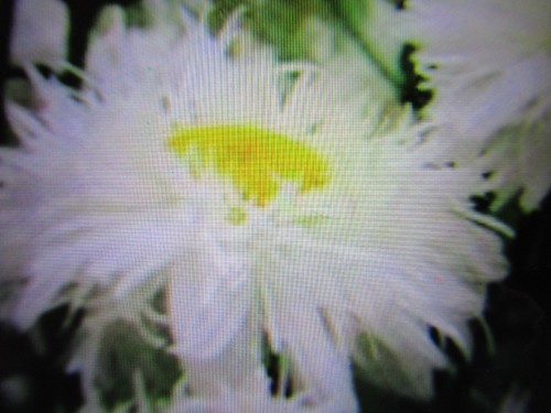 Leucanthemum crazy daisy - crazy,