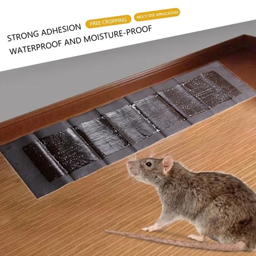 Large size mice mouse - mice,