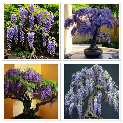 Wisteria bonsai starter - wisteria,