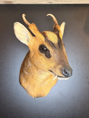 Muntjac deer shoulder - deer,