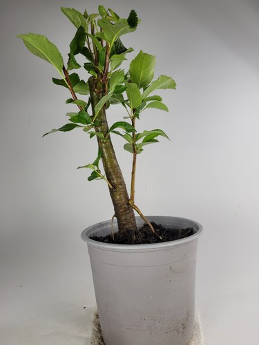 Crab apple starter bonsai - apple,