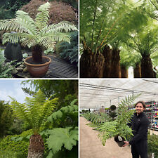 Dicksonia Antarctica Tree Fern Plant Evergreen Tasmanian Garden Shrub 80-90cm