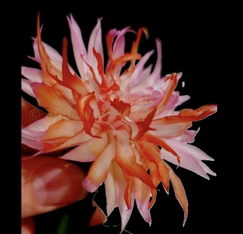 Schlumbergera pink - schlumbergera,