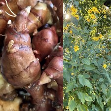 Red Fuseau Jerusalem Artichoke