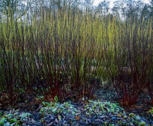 Large pots cornus - large,