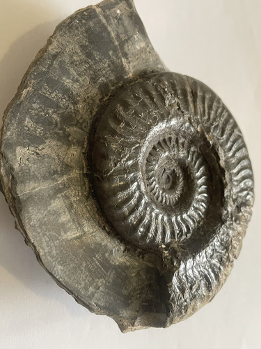 Hildoceras ammonite fossil - hildoceras,