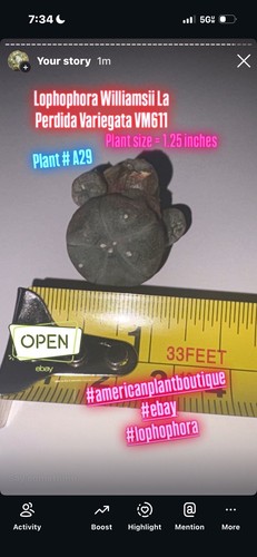 Aztekium ariocarpus - aztekium,