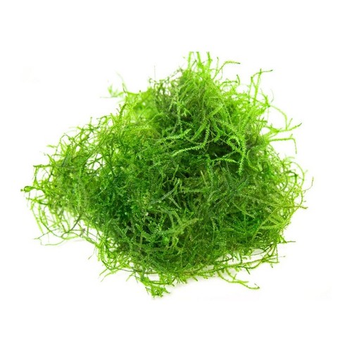 Java moss aquarium carpeting - aquarium,