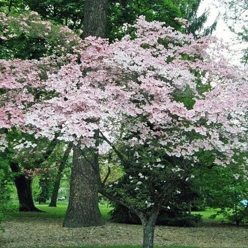 Cornus florida flowering - cornus,