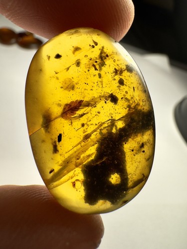 Burmese amber burmite leaf - burmese,