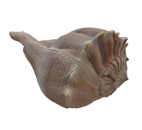 Large natural conch whelk - large, sea