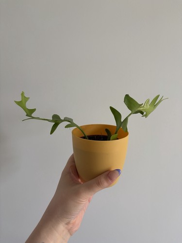 Fern leaf cactus - leaf,