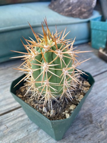 Tricho chilensis seedling