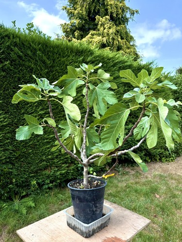 Rare dwarf fig - rare, large