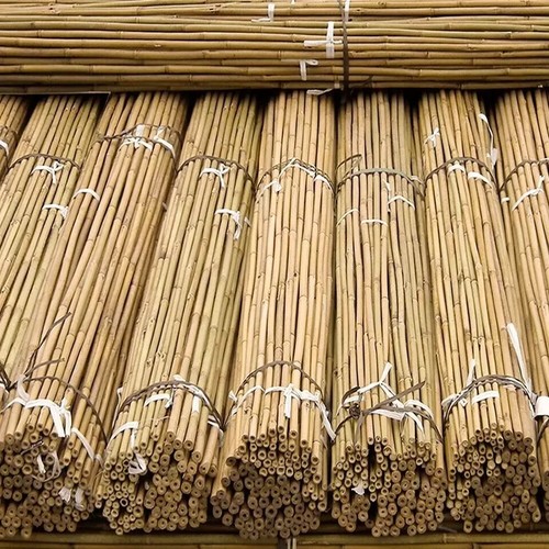 5ft bamboo canes thick - bamboo,