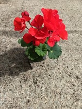 Geranium Zonal Orange - Garden