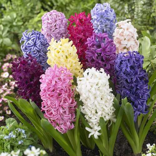Hyacinth bedding mixed - hyacinth, mixed*