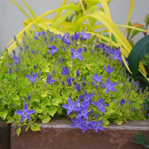 Campanula dickson gold x5 - campanula,