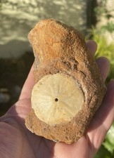 Fossil Echinoid Sand Dollar On Matrix Sea Urchin
