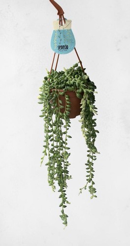 Variegated string pearls - variegated,