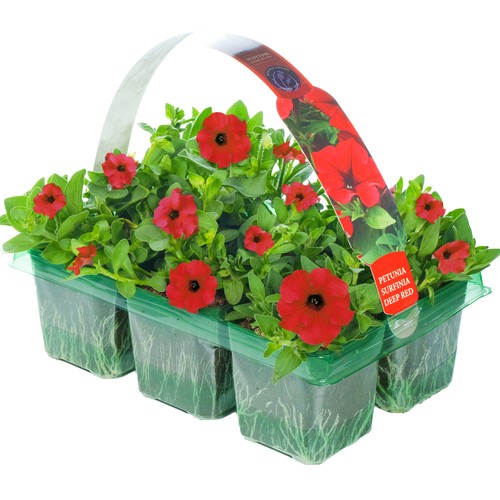 Petunia surfinia deep red - petunia,