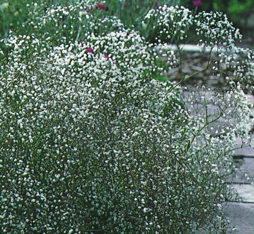 Gypsophila elegans covent - gypsophila,