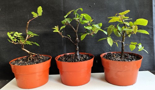 Shohin starter bonsai - x,