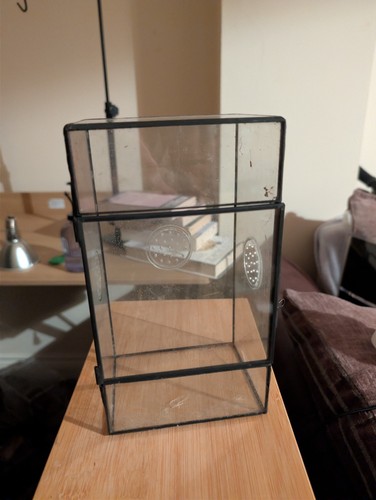 Glass jumping spider mantis - spider,