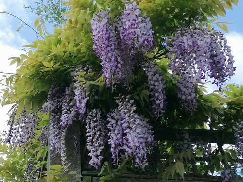 Japanese wisteria plant - 1,