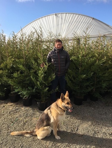 10x 6ft tall green - 6ft, leylandii