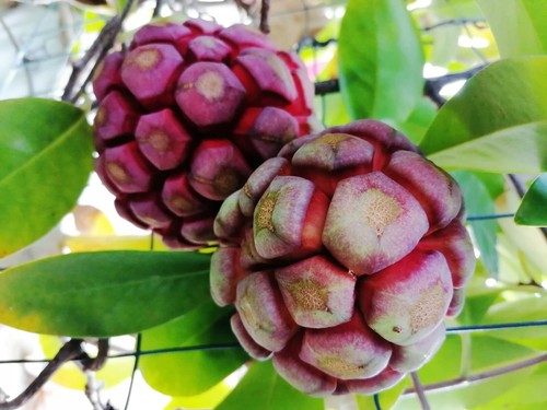 Kadsura coccinea - coccinea,
