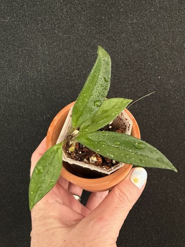 Hoya carnosa plant with - plant,