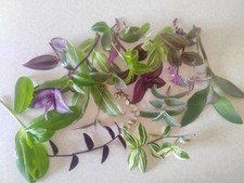 21, 13, 7 or 5 Variety Plant Cuttings Mystery Abundance Box Rich Tradescantia