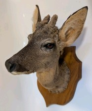 TAXIDERMY ROE DEER MOUNTED