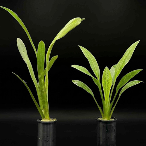 Sagittaria subulata dwarf - sagittaria, sag