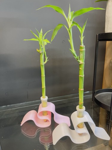 Lucky bamboo plant with - bamboo,