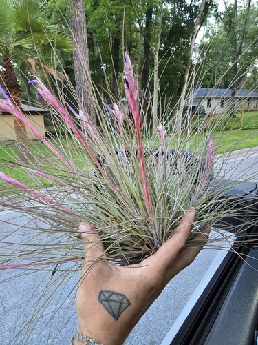 Large tillandsia bartramii - large,