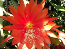 Epiphyllum Hybrid "Johann