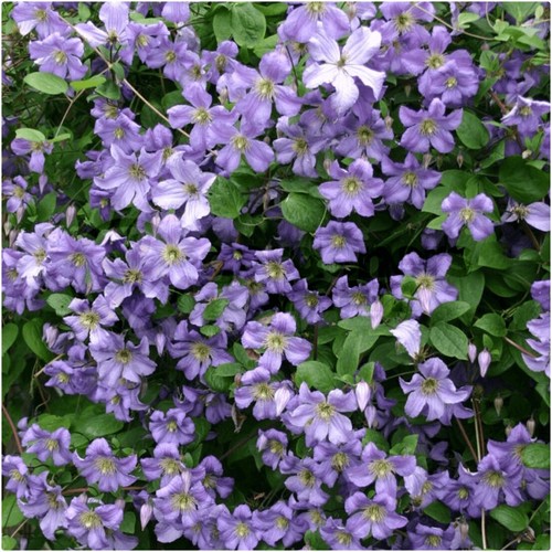 Clematis prince charles x 3 - clematis, 'prince