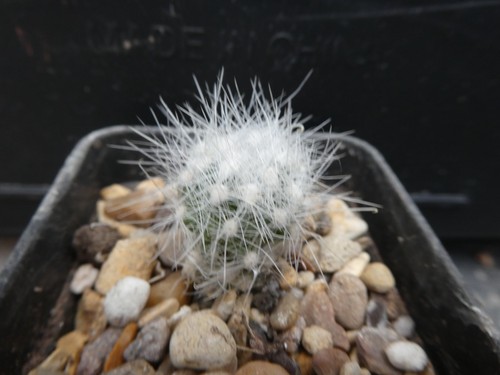 Mammillaria senilis - mammillaria,