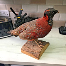 Taxidermy Temminck's tragopan