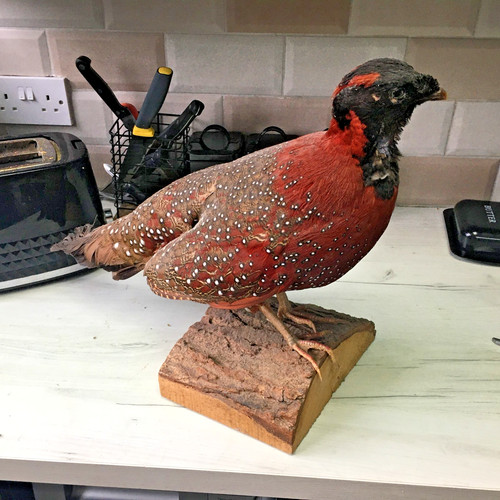 Taxidermy temminck tragopan - temminck's,