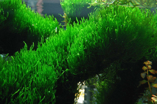 Flame moss taxiphyllum - flame,