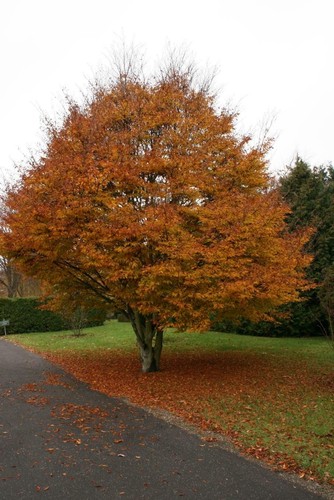 Fagus sylvatica