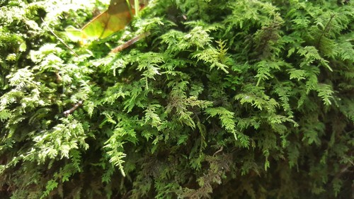 Large live moss assortment - large, for