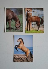 3 postcards horse postcards Palomino, Oldenburg, North American horse, horse