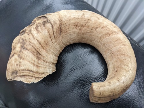 Rams horn leaping - horn,