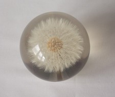 HAFOD GRANGE LARGE DANDELION