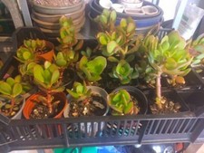 Jade/Crassula Ovata/Money tree plants for Bonsai CUTTING
